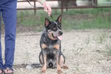 Royal’s Rockin The Fame “Fame”