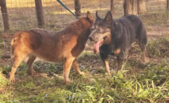 QueBlue Prime Mover “Mack”
